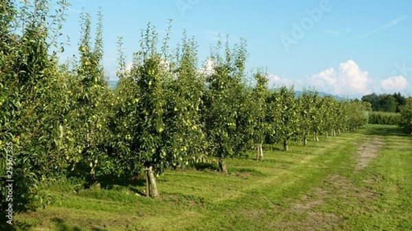 Obraz pear orchard