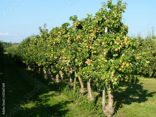 Obraz veredelte Apfelbäume
