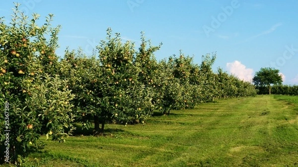 Obraz aplle orchards - Bavaria