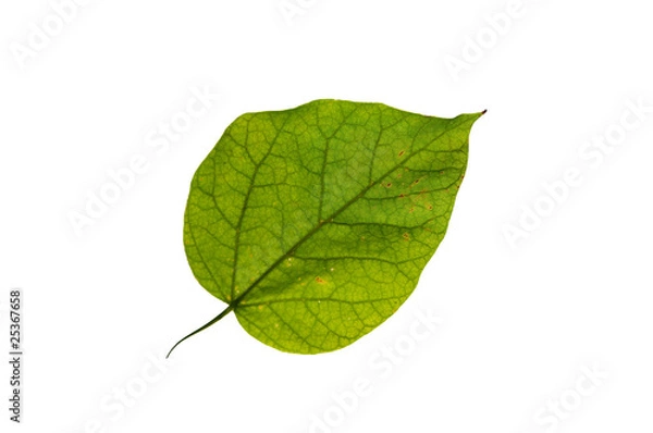Fototapeta Leaf