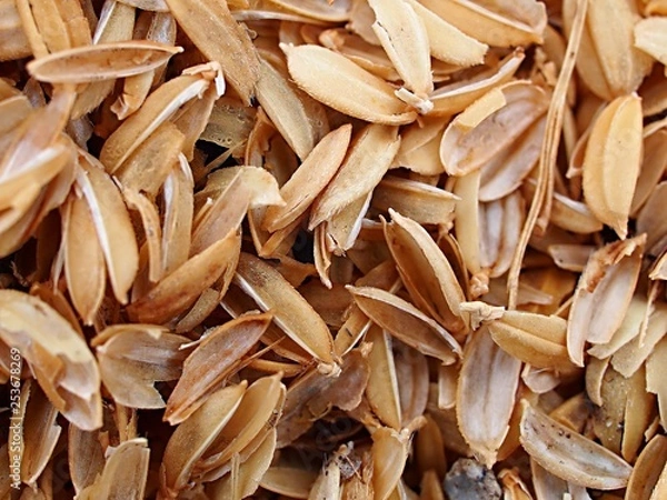 Obraz 稲のもみ殻のアップ