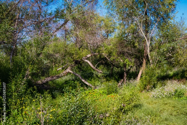 Obraz trees in forest