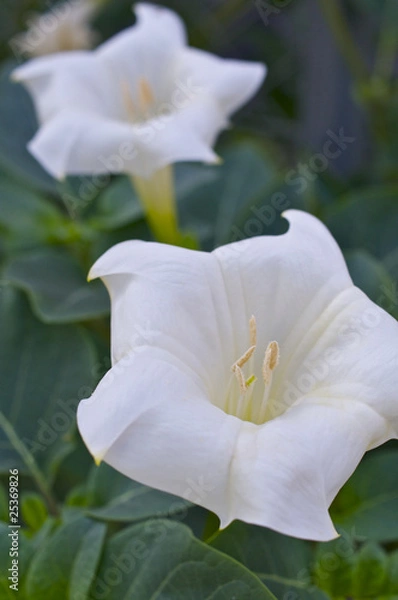 Obraz 白いチョウセンアサガオ