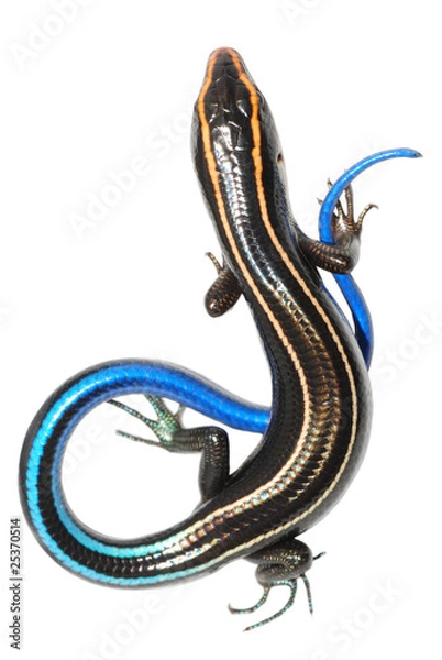 Obraz blue tail skink lizard