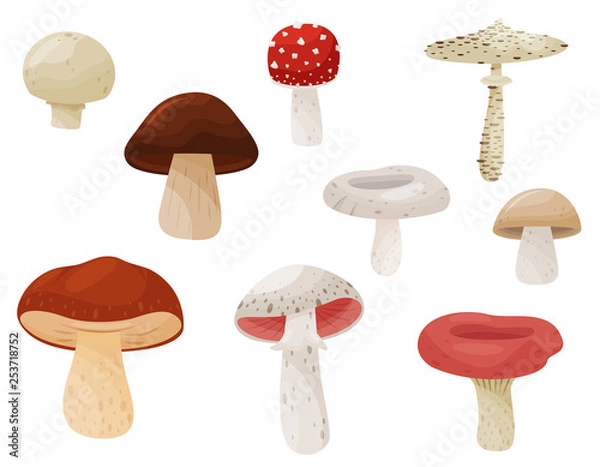Fototapeta Flat vector set of mushrooms. Forest plant. Edible and poisonous fungi. Natural product. Elements for book or poster