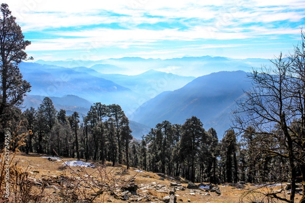 Fototapeta trees in the mountains