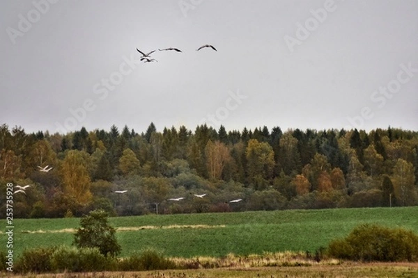 Obraz landscape with trees
