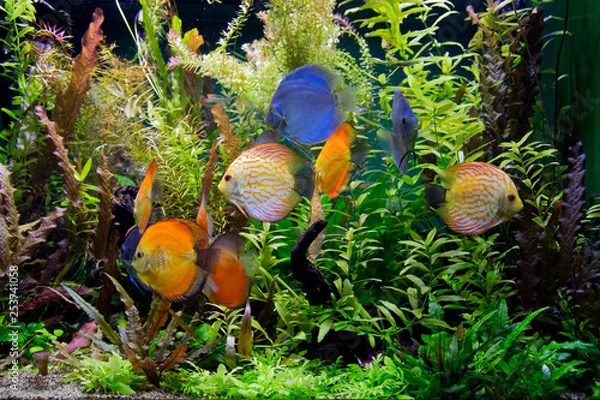 Obraz colorful aquarium