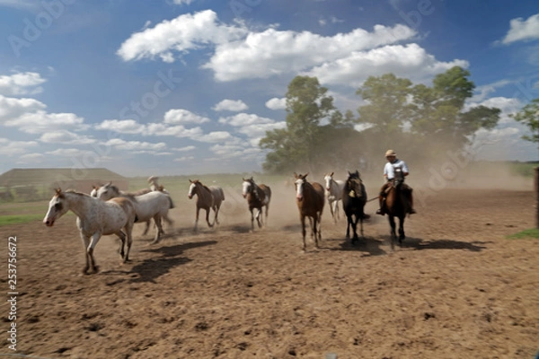 Obraz Horses, Pampas, Argentina