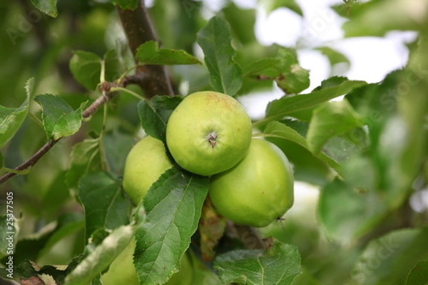 Obraz Äpfel