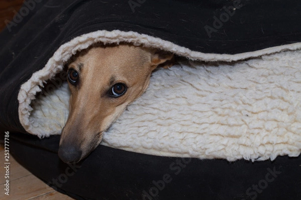 Obraz Echo. whippet in cave bed