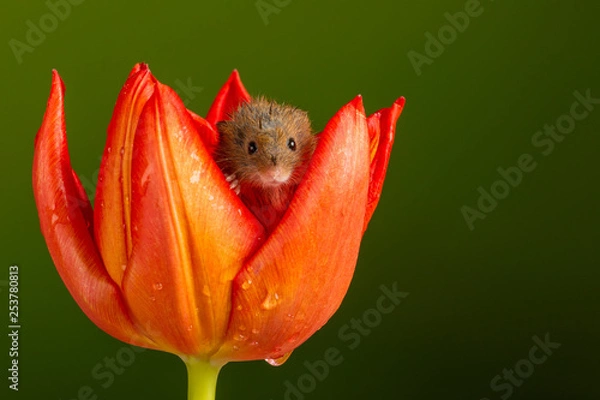 Obraz Harvest Mouse siedziała w mokrym tulipanie
