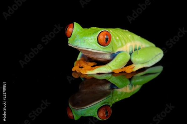 Obraz Odbicie Red Eyed Frog