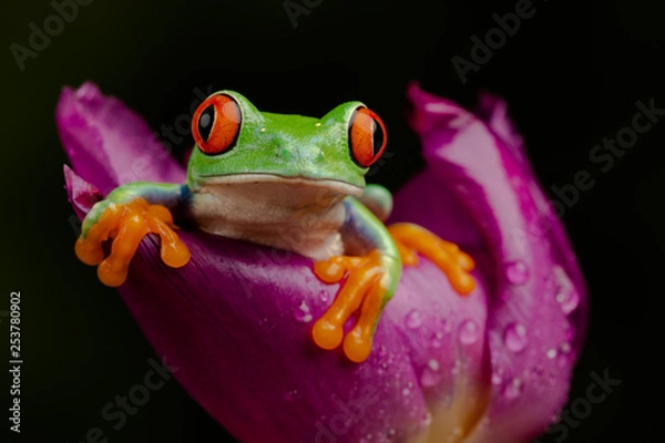 Obraz Tree Frog in a Tulip I.