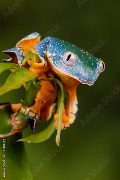 Obraz Tree Frog gotowy do skoku