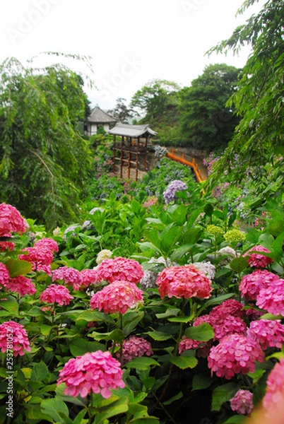 Obraz 紫陽花に囲まれた善峯寺