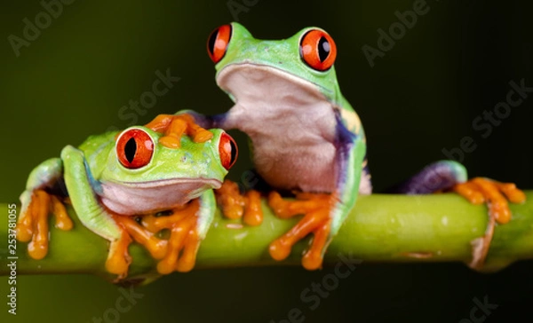 Obraz Red Eyed Tree Frogs - Ręka na głowie