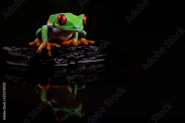 Obraz Red Eyed Tree Frog Reflection II
