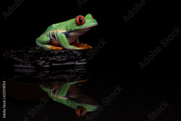 Obraz Red Eyed Tree Frog Odbicie I