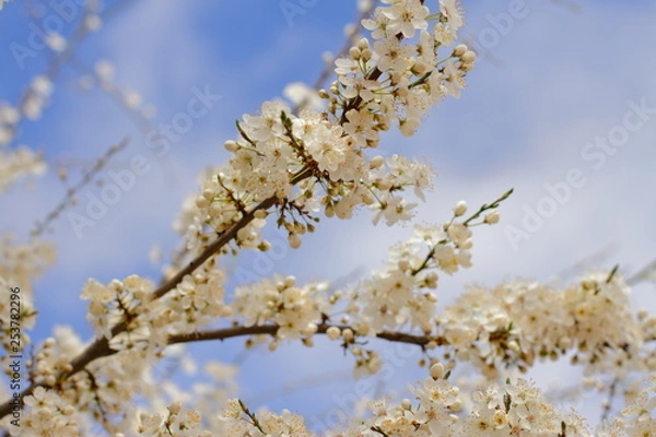 Fototapeta beautiful blooming tree, spring time
