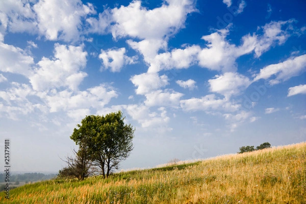 Obraz Дерево в поле