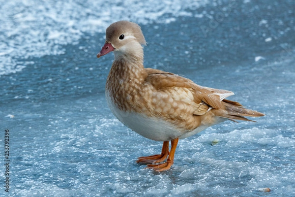 Obraz Mandarin Duck (Aix galericulata).