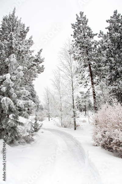 Obraz A snowy path through the woods