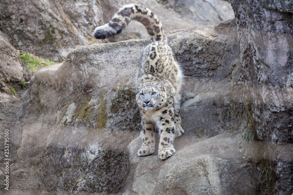 Fototapeta ユキヒョウ