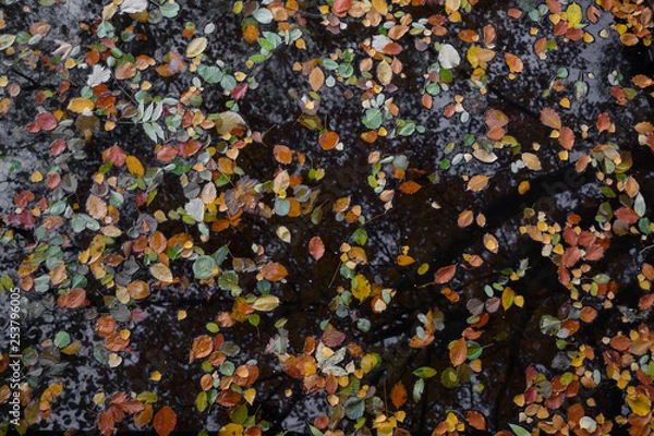 Obraz Berlin, Germany, park