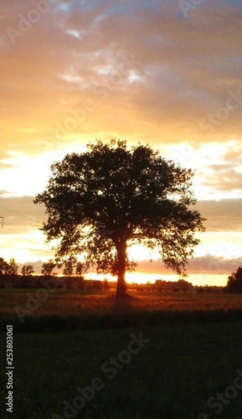 Fototapeta Baum im Gegenlicht / Sonnenuntergang