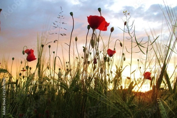 Fototapeta Klatschmohn Mohn Blumen im Abendlicht