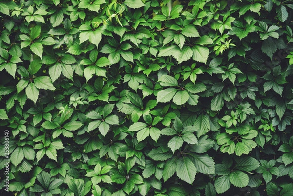 Fototapeta Hedge of big green leaves in spring. Green fence of parthenocissus henryana. Natural background of girlish grapes. Floral texture of parthenocissus inserta. Rich greenery. Plants in botanical garden.