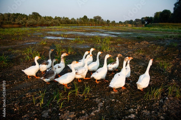 Fototapeta Стая гусей