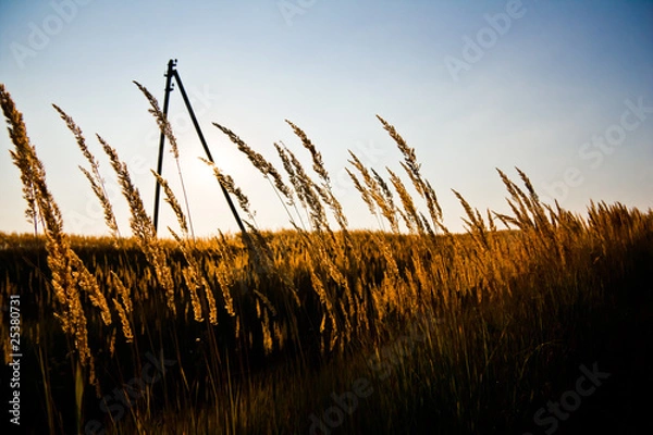 Obraz Закат и травы