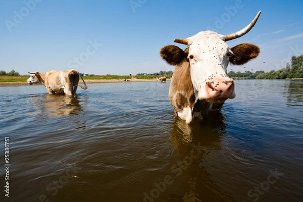 Obraz Коровы в воде
