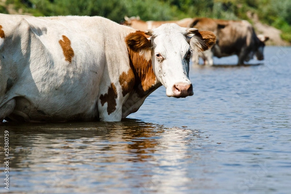 Obraz Корова в воде