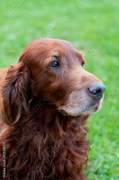 Obraz Irish setter
