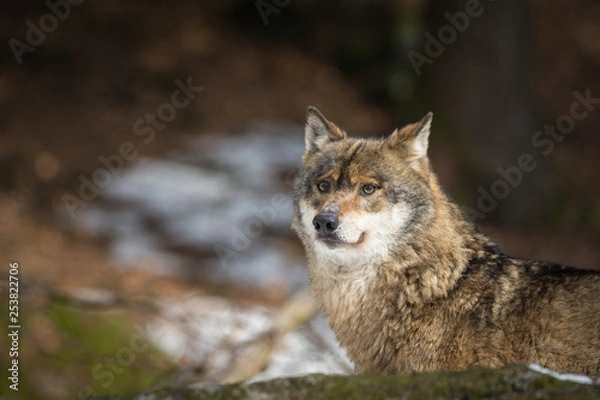 Fototapeta Wolf im Winter
