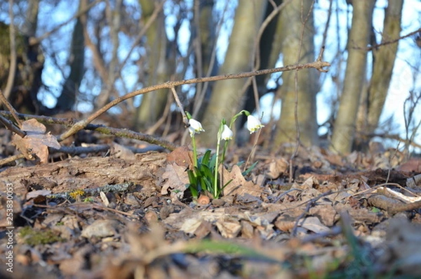 Obraz snowdrop 