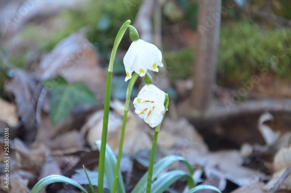 Obraz snowdrop 