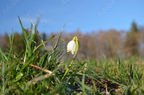 Obraz snowdrop 