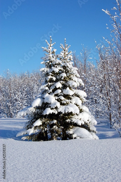 Obraz fur-tree twins in snow