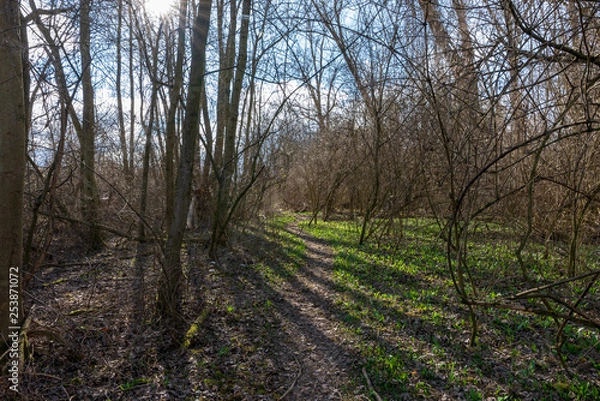 Obraz Kleiner Weg im Dickicht