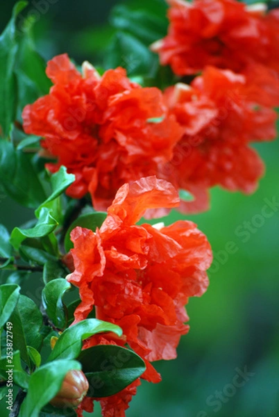 Obraz Pomegranate Flowers