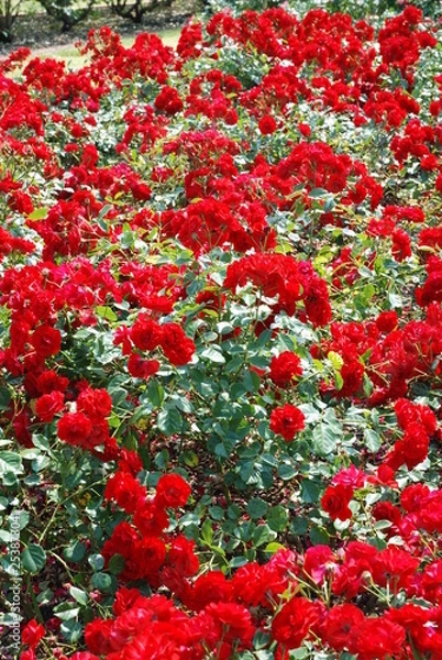 Fototapeta Rose Blossom