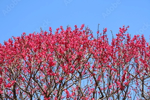 Fototapeta 梅満開