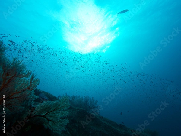 Obraz Plongée .Thailande