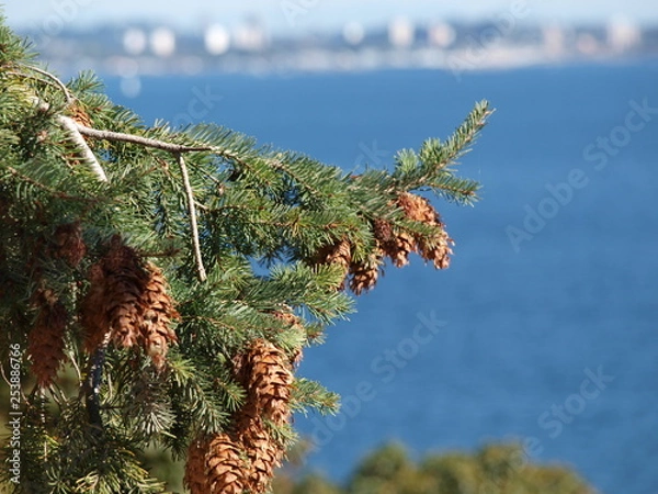 Obraz Pinecones on branch, ocean in background