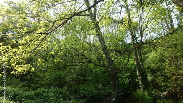 Obraz Lush green forest