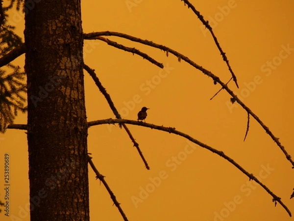 Obraz Bird with smokey orange sky